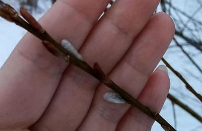 Из-за теплой погоды перепутала январь и март: в Иркутске распустилась верба