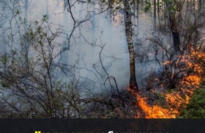 Кто ответит за банкротство лесхоза