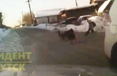Стая собак набросилась на ребенка в Ленинском районе Иркутска (+ видео)