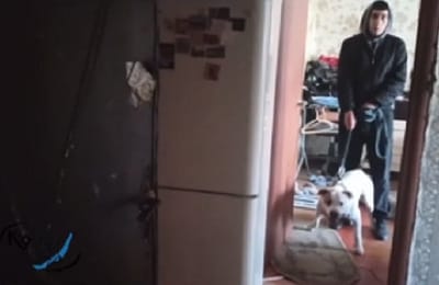 Полиция и кинологи из «К-9» забрали питбуля у хозяина, натравливавшего животного на людей