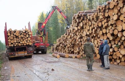 Британская организация обвинила депутата из Иркутской области в продаже незаконной древесины IKEA