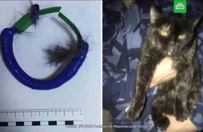 Кота наркокурьера поймали под Иваново