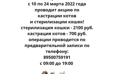С 10 по 24 марта проходит "Акция" по стерилизации кошек и кастрации котов.