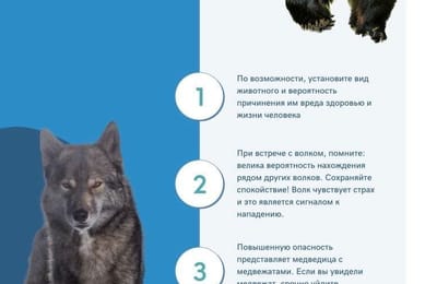 Численность медведей в Иркутской области почти в два раза выше нормы