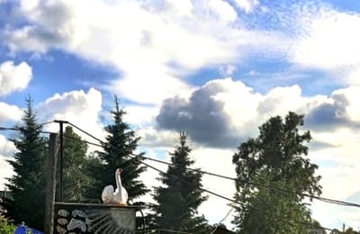 Аист на крыше мир на земле
