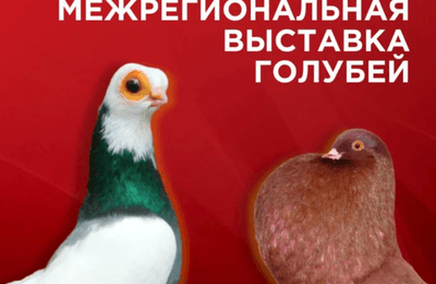 Выставка голубей разных пород пройдёт в Иркутске