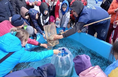 В Ангару выпустили 50 тыс. мальков сазана