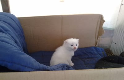 Отдам котёнка в хорошие руки ))