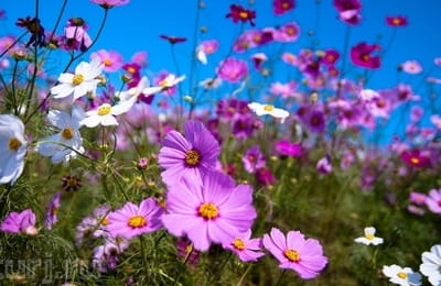 Русь моя в лугах застыла...