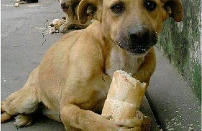 Мы кричали, но люди разбегались, как тараканы!!!» Двух детей спасла… свора бродячих собак