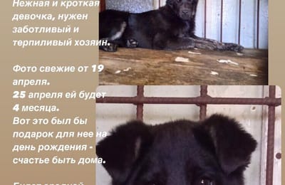 Щенок девочка в добрые руки. Поможем вместе найти дом.
