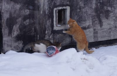 Котэбатл