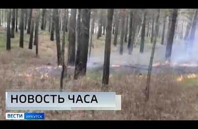 Поджигателя леса задержали в Усольском районе (+ видео)