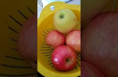 Медовые яблоки оказались лучше Голден. Кто пробовал этот сорт?