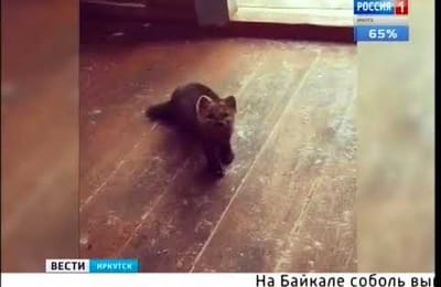 Байкальский соболь вышел к людям «на разборки»
