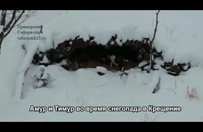 Амур и Тимур во время снегопада в Крещение