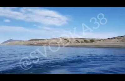 Природоохранная прокуратура ищет очевидцев убийства медведя на Байкале (+ видео)
