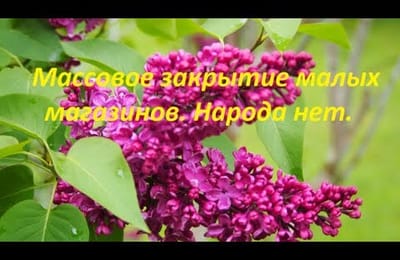 Шайка питерских и партия голубых