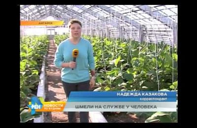 Израильские шмели помогают фермерам в Ангарске