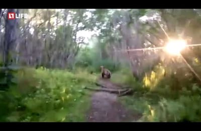 Мужик и медведи