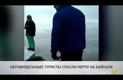 Неравнодушные туристы спасли нерпу на Байкале