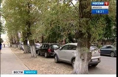 Минирующая моль атакует тополя в Иркутске (+ видео)