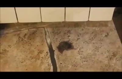 В греческом зале, в греческом зале...