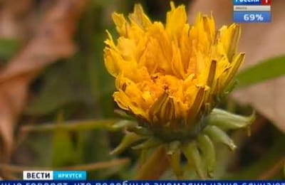 Тополя и вербы выпустили почки в Байкальске, а в Иркутске зацвели одуванчики. И это почти в ноябре