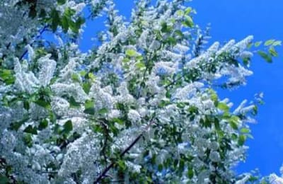 ПОД ОКНОМ ЧЕРЁМУХА КОЛЫШЕТСЯ