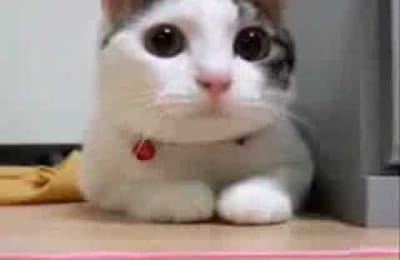 Котики с утра