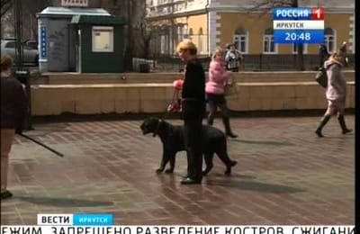 Ягуара выгуливали в центре Иркутска (+ видео)