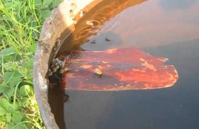 Пчелы на водопое