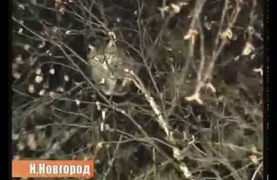 Русский солдат спасает кота с дерева