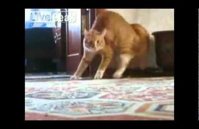 Кот красиво ушел (выловил на Youtube)