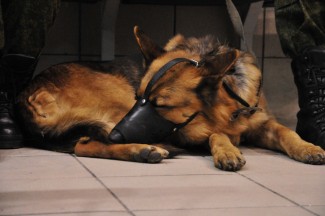 Разные весовые категории