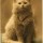 Одна из первых фотографий котэ (1880-1890 гг)