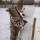 снеговик и поедатель морковок))