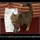 избиратель котэ