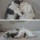 котэ