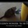 Котэ
