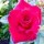 Роза))))))