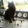 Котэ машинист2