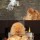 котэ зол