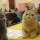 котэ