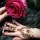 Rose&mehndi_forever
