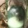 GetImage (1)