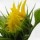 Подсолнухи!