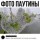 Фото паутины