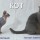 Кот