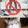 Котэ одобряет